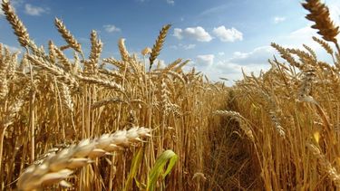 Elevan la proyección del trigo a un récord de 21 millones de toneladas