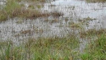 Calor, lluvias y luego una baja temperatura afectarán al campo argentino