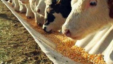 Buscan que se exima de Ganancias el engorde de novillos