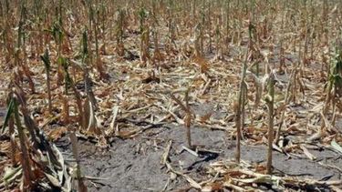 Se prorrogó la emergencia agropecuaria en Santa Cruz