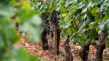 El cultivo de la vid en Francia.