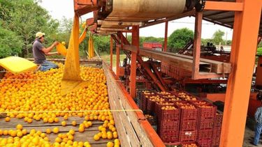 Reducen la presión impositiva a productores de cítricos