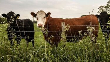 La faena de ganado subió más de 8 por ciento entre enero y febrero