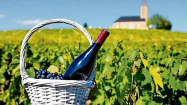 Detectan un crecimiento de la producción y el consumo de vino orgánico