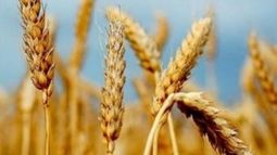 Proyectan un progresión negativa del trigo en el país