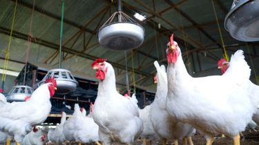 Los casos de influenza aviar llegaron a 40 en todo el país