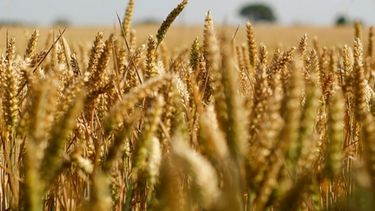 Estados Unidos tendría su peor cosecha de trigo en 15 años