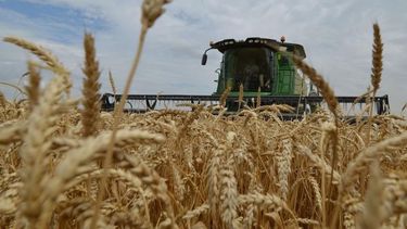 La cosecha de trigo finalizó en 17 millones de toneladas