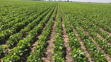 La cosecha de soja llegó al 75% en zonas claves de Santa Fe