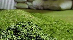 El mega DNU de Milei eliminó las facultades para fijar dos veces al año el precio oficial de la hoja verde y la yerba canchada.