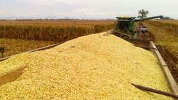 USDA subió la expectativa sobre exportaciones de maíz argentino