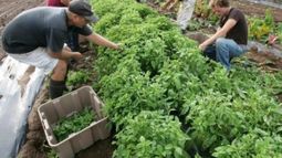 Argumentan que Latinoamérica tiene "el mayor potencial agrícola a nivel mundial"