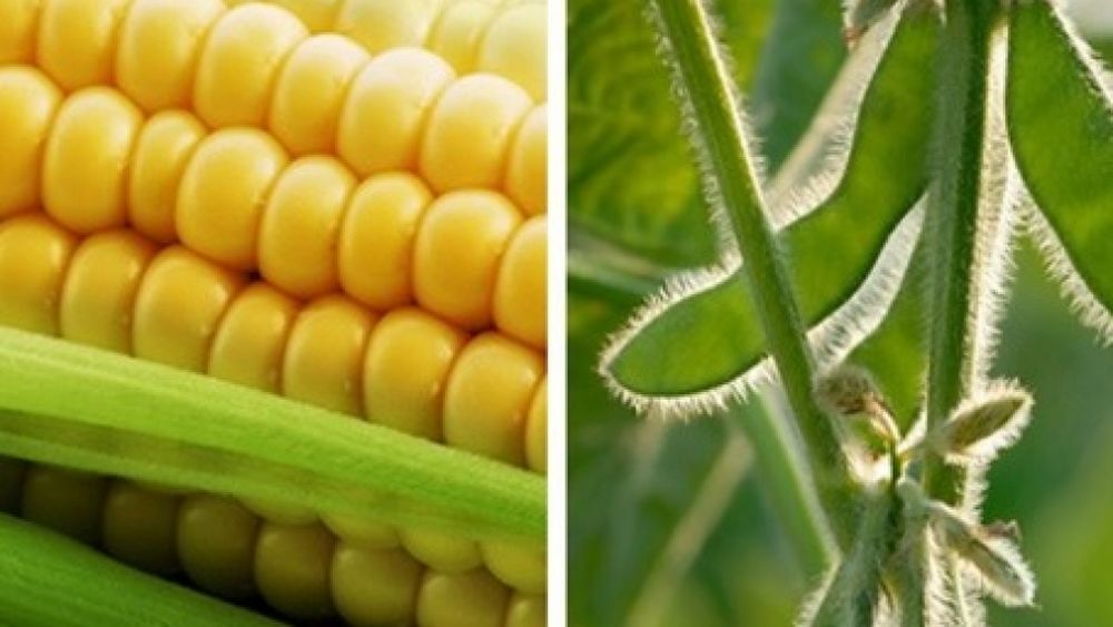 Elevaron las estimaciones de producción de soja y maíz