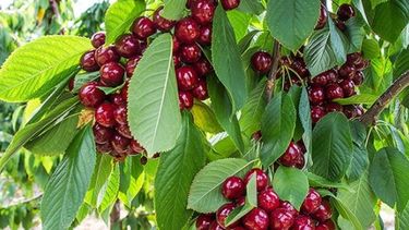 Productores festejaron la baja de retenciones a sectores del agro