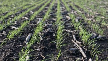 La siembra de trigo alcanzó las 6,5 millones de hectáreas