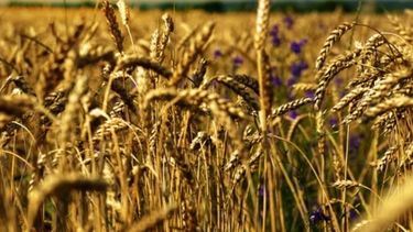 Acuerdo entre acopiadores e industrias para mejorar el comercio de trigo