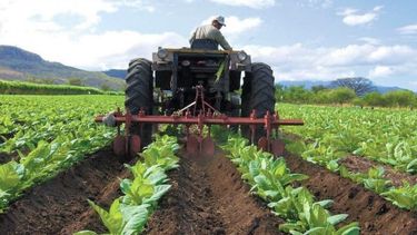 Estiman que la producción agrícola caerá más de 4% en 2021