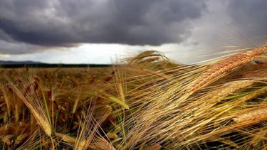 Miden una reducción en el área de trigo de 100 mil hectáreas