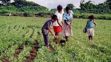 FAO vuelve a poner énfasis en el valor de la agricultura familiar