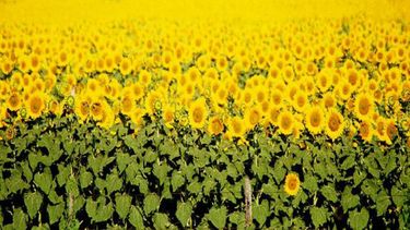 La siembra de girasol en el país avanzó sólo un 1 por ciento en la última semana