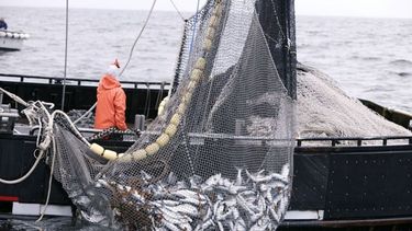 La pesca fue el sector de mayor dinamismo en enero