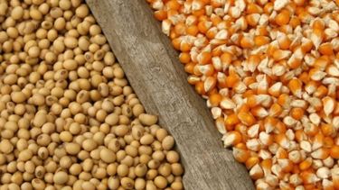 Repuntó la perspectiva de producción de la soja y el maíz