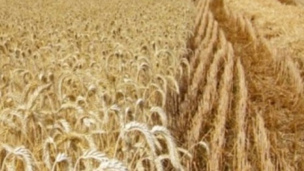 Optimismo sobre el progreso del cultivo de trigo