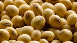 Soja: aumentó la utilización de semilla fiscalizada