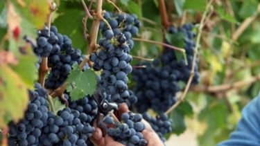 El costo de producción vitivinícola aumento 14% en un año