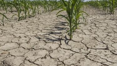 Las pérdidas por sequía alcanzan al 23% de la soja y al 18% del maíz