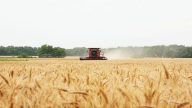 La cosecha de trigo actual tendría un millón de toneladas menos que la anterior