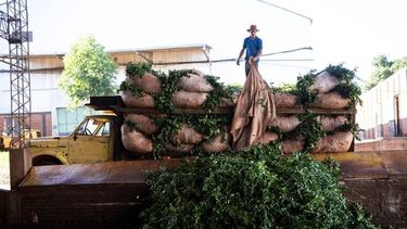 La regulación de la actividad.