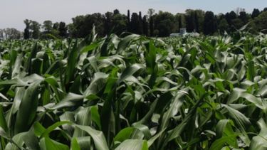 El maíz tardío se abre camino en el campo argentino