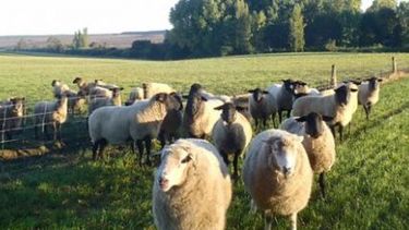 Desde el campo afirman que el retraso cambiario no permite expansión del negocio ovino