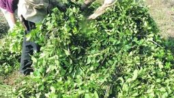 Fijan ajuste anual por inflación para productores de yerba en un 16,7%