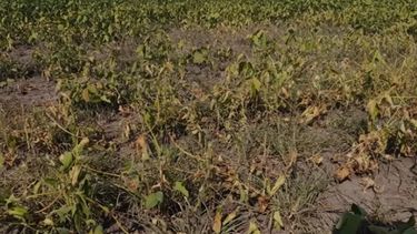 La decisión se tomó tras recomendaciones formuladas por la Comisión Nacional de Emergencias y Desastres Agropecuarios.