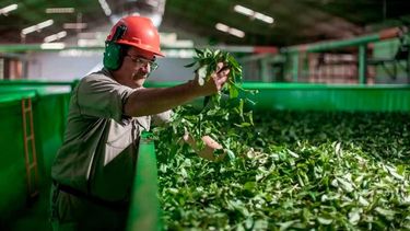 La rentabilidad del negocio en el&nbsp; mundo.