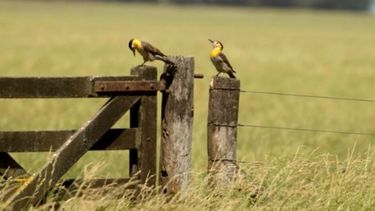 Confirman que bajó un 14% la actividad inmobiliaria rural