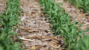 La reposición de nutrientes se elevó a un 41% en la última campaña agrícola