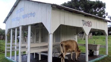 Tambos agroecológicos triplican las ganancias de los convencionales