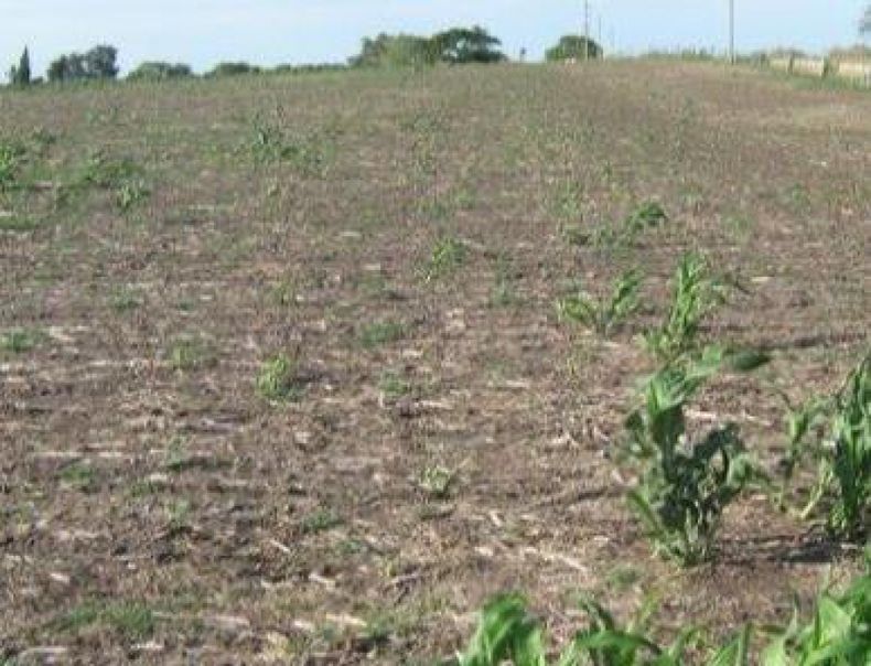 Ganado riojano será trasladado a San Luis por la sequía