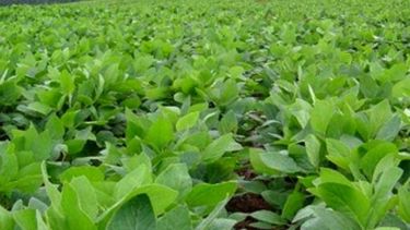 Autoridades de Brasil prevén aumento de área sembrada de soja