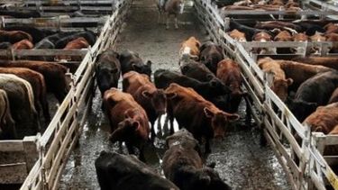 El novillo de consumo llegó a su valor real más alto en dos años