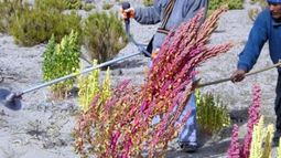 Existe una política estatal destinada a impulsar la producción de Quínoa