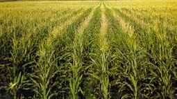 Estados Unidos y Argentina coinciden en las proyecciones sobre la cosecha de soja local