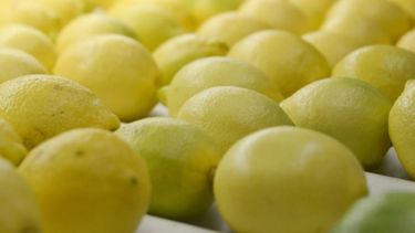 Los cítricos lideraron la brecha de precios del campo a la góndola