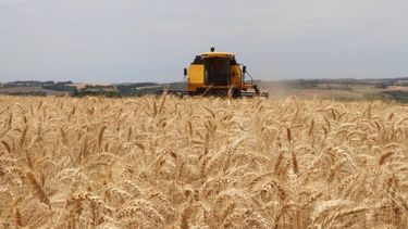Rendimientos para los productores rurales.
