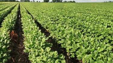 La información que deben tener los productores.