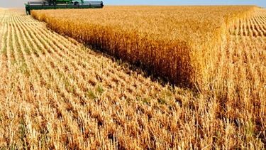 La participación del Estado en la renta agrícola subió casi 6% en un año