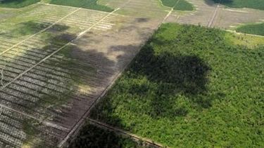 El futuro de los bosques latinoamericanos depende de su manejo sostenible